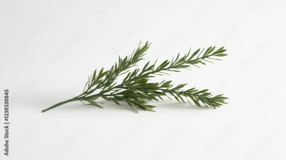 A single sprig of fresh rosemary placed on a clean white background A single sprig of fresh rosemary placed on a clean white background