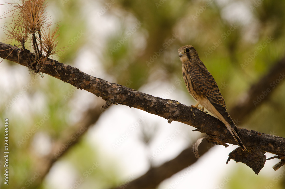 Female common kestrel Falco tinnunculus canariensis. The Nublo Rural Park. Tejeda. Gran Canaria. Canary Islands. Spain. Female common kestrel Falco tinnunculus canariensis. The Nublo Rural Park. Tejeda. Gran Canaria. Canary Islands. Spain.