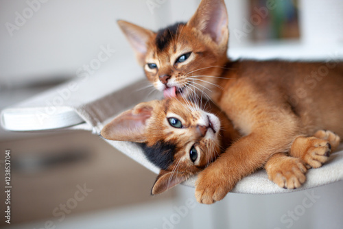 Fotografie Abyssinian ruddy kittens licking each other