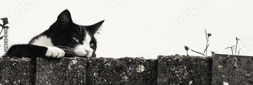 Black and White Cat on Concrete Block Wall photo