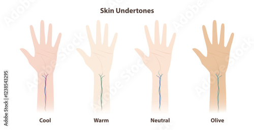 The skin undertones vein test vector illustration isolated on white background. The categories of undertones look at the veins on the wrist. Cool, warm, neutral and olive. Skin and beauty concept.