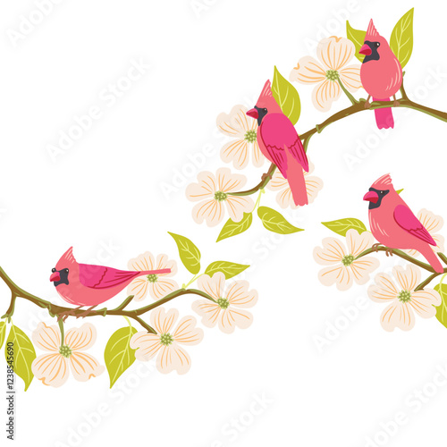 vector drawing flowering dogwood , tree branch with green leaves and flowers and northern cardinal birds, Cornus florida isolated at white background, hand drawn illustration