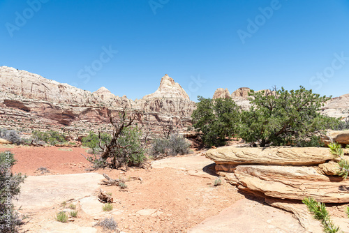 Trees growing in Rock formation in Cohab Canyon in Capitol Reef National Park, Utah, USA photo