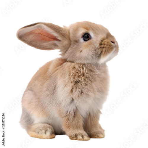 Adorable fluffy brown bunny rabbit sitting isolated on pet cute ears soft on transparent background