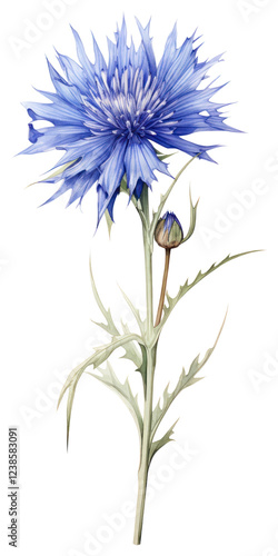 Wallpaper Mural PNG Flower art illustration botanical. Torontodigital.ca