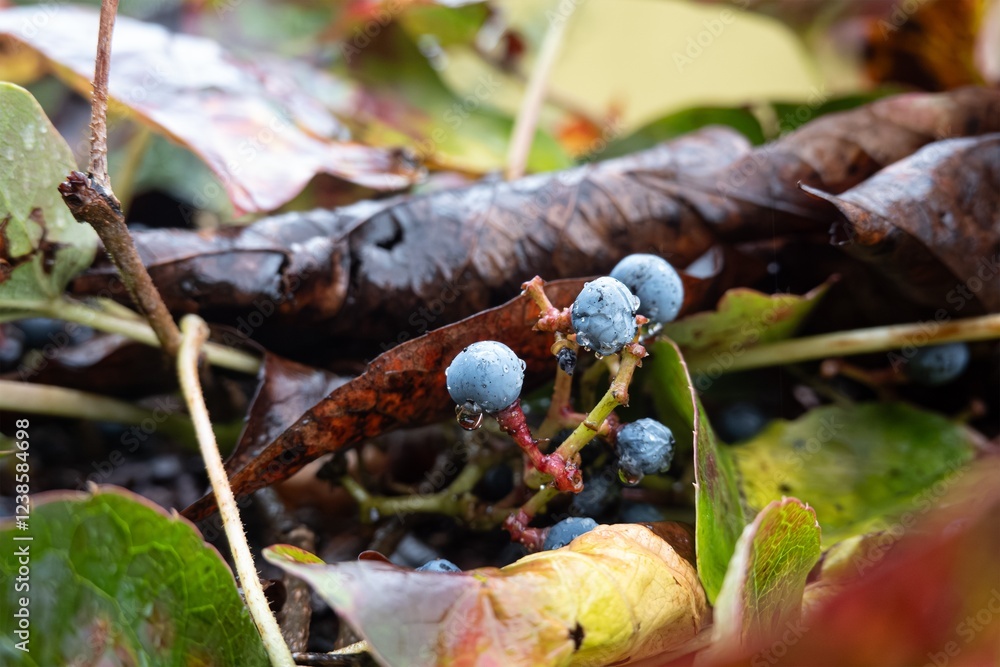 Grape ivy (parthenocissus tricuspidata) plant with purple fruit in rain