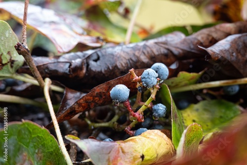 Obraz na płótnie Grape ivy (parthenocissus tricuspidata) plant with purple fruit in rain w salonie