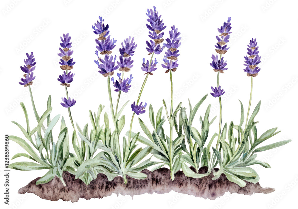 Fototapeta premium PNG Lavender lavender plant illustration.