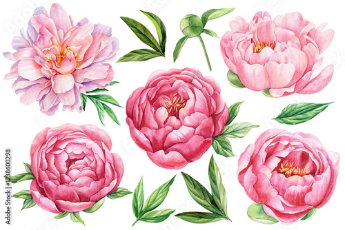 Pink peonies flowers set isolated white background. Watercolor botanical painting for floral design. Floral Arrangement