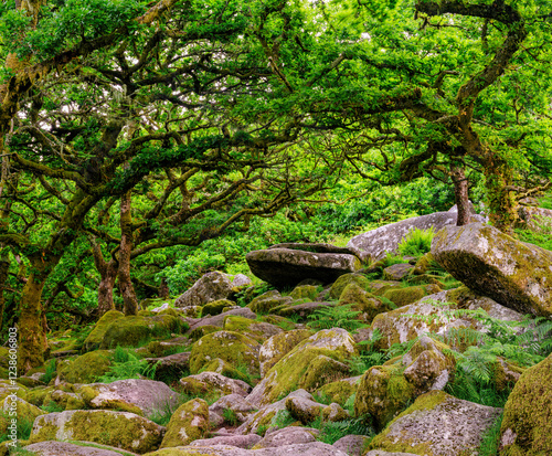 Wistmans Wood