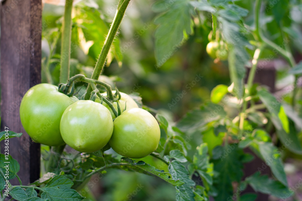 A bunch of green ripening tomatoes are hung on bushes in the garden, a copy space. High quality photo A bunch of green ripening tomatoes are hung on bushes in the garden, a copy space. High quality photo