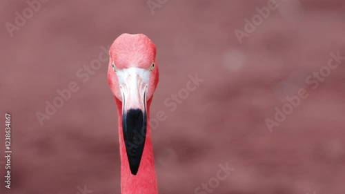Flamingo Face Camera Slow Motion