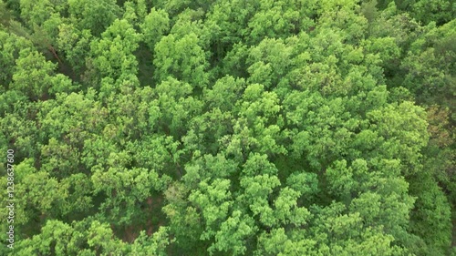Forest to river cost cinematic aerial view.