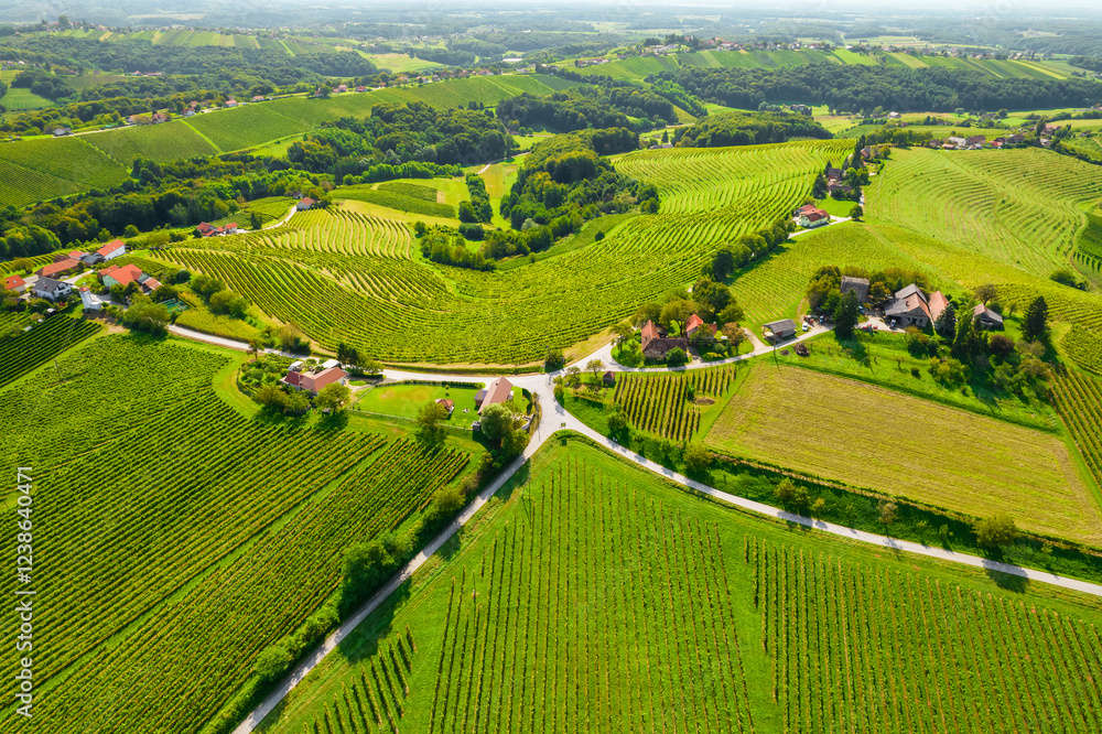 Vineyards in Jeruzalem wine region in Eastern Slovenia