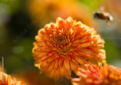 A fly flies past an orange flower, spider web photo