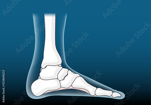 Anatomy of foot joints. Foot bone