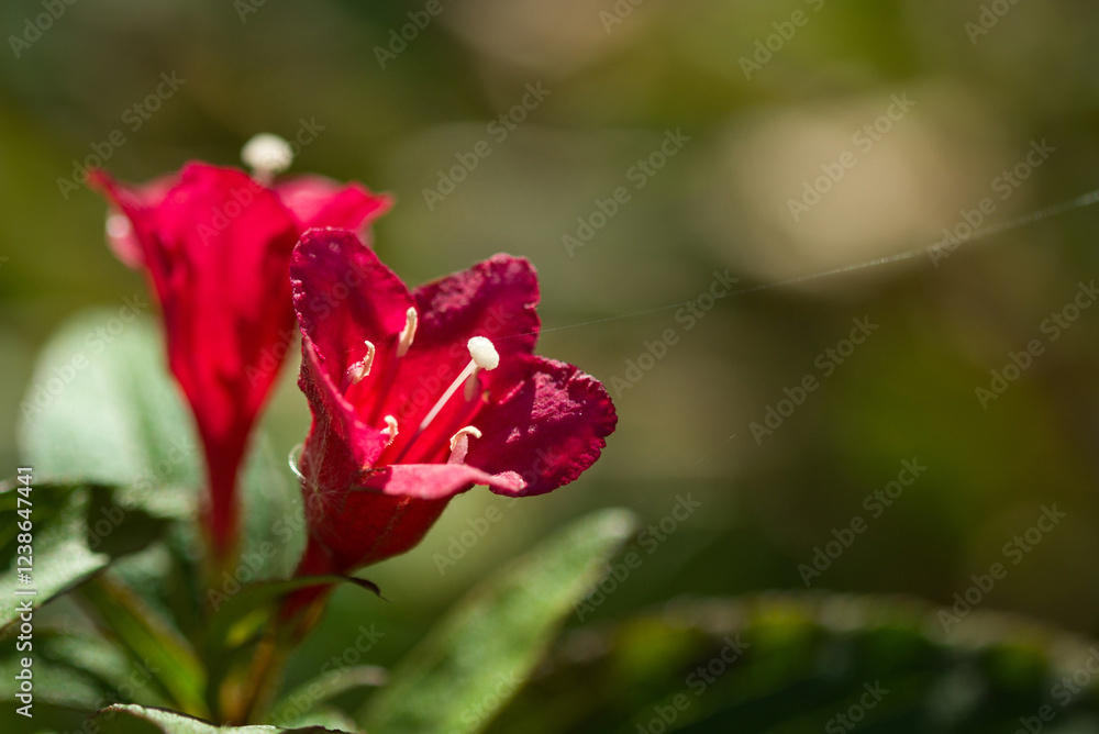Fototapeta premium pink flowers