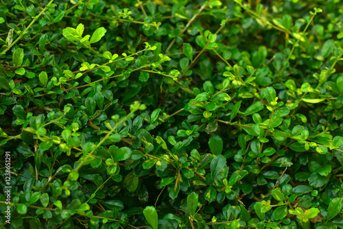 Wallpaper Mural Green Leaves Bush Nature Background Torontodigital.ca
