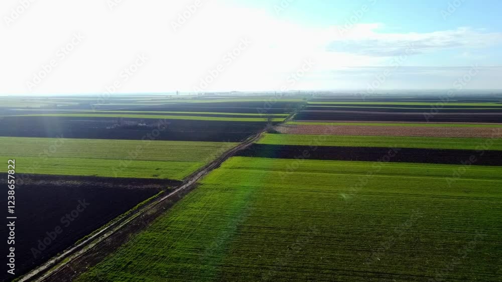 Vast green fields stretch across the horizon under a clear sky during early morning hours Vast green fields stretch across the horizon under a clear sky during early morning hours