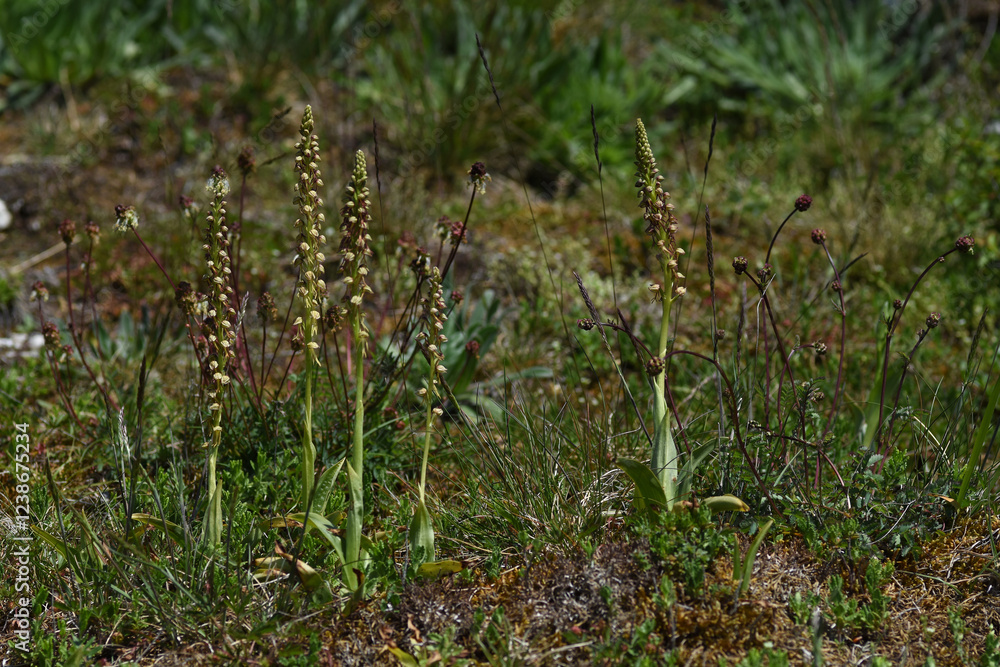 Ohnhorn-Knabenkraut (Orchis anthropophora) Ohnhorn-Knabenkraut (Orchis anthropophora)