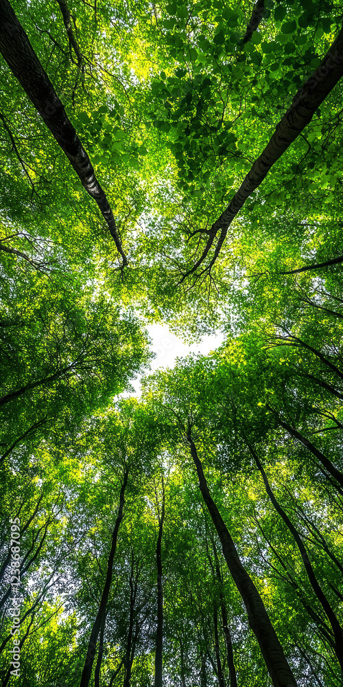 A breathtaking view from beneath a lush forest canopy, showcasing vibrant green leaves and towering trees, inviting serenity and a connection to nature’s beauty. A breathtaking view from beneath a lush forest canopy, showcasing vibrant green leaves and towering trees, inviting serenity and a connection to nature’s beauty.
