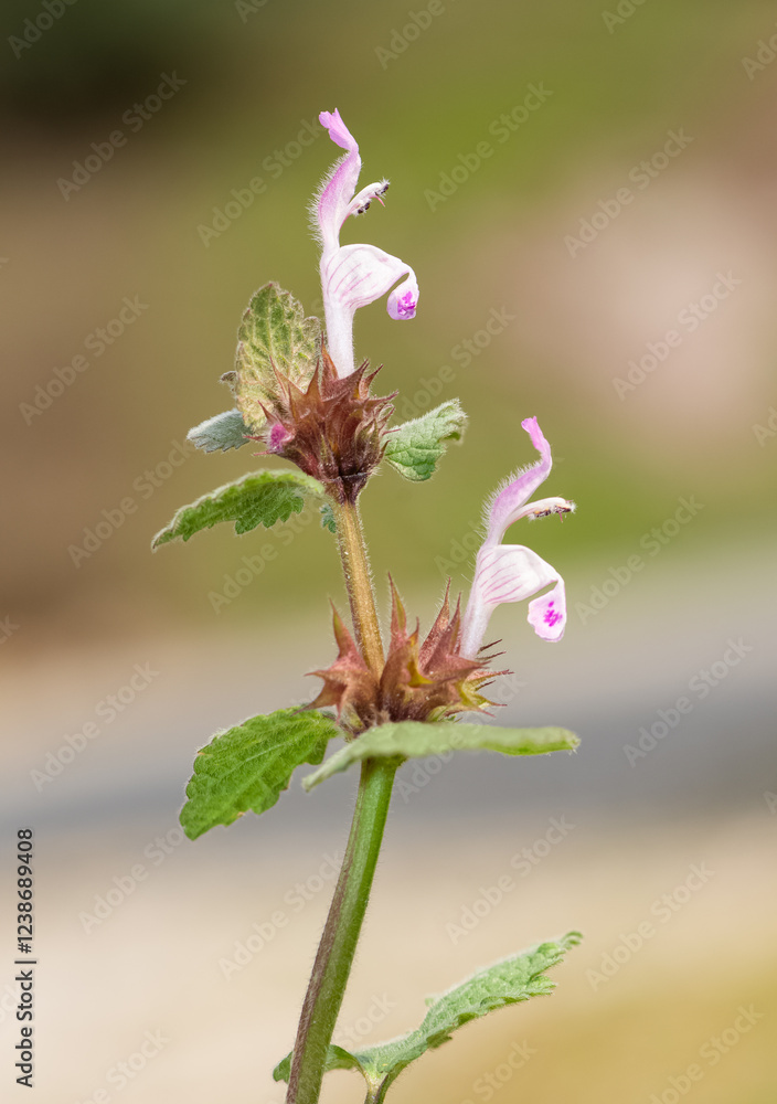 wild plants, medicinal plants, medicinal flowers photos wild plants, medicinal plants, medicinal flowers photos