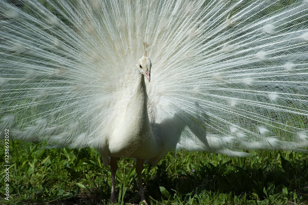 Obraz premium White peacock standing in meadow