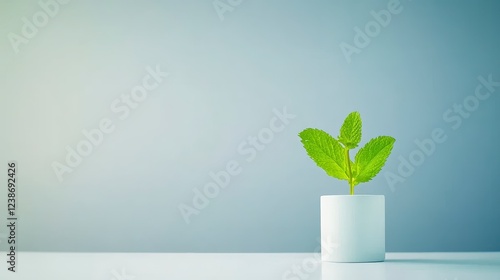 Fresh Green Plant Growing in Minimalist White Pot on Table