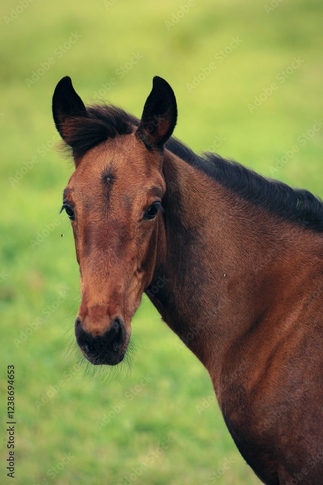 Bay foal in a green field portrait Bay foal in a green field portrait