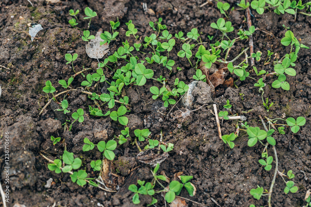 White Clover creeping shoots in the garden bed White Clover creeping shoots in the garden bed