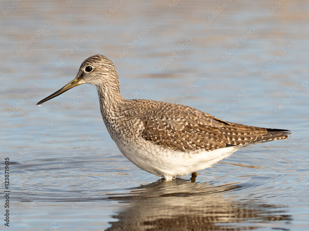 A Greater Yellowlegs wading in belly deep water A Greater Yellowlegs wading in belly deep water