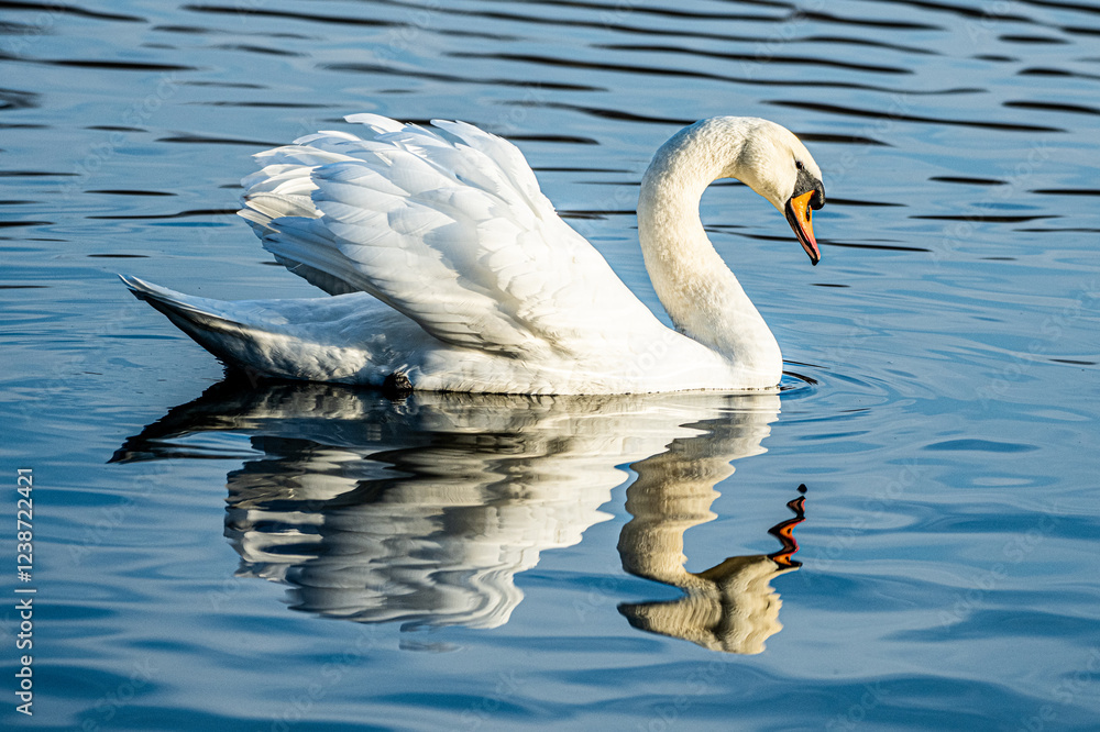 Naklejka premium swan on the lake