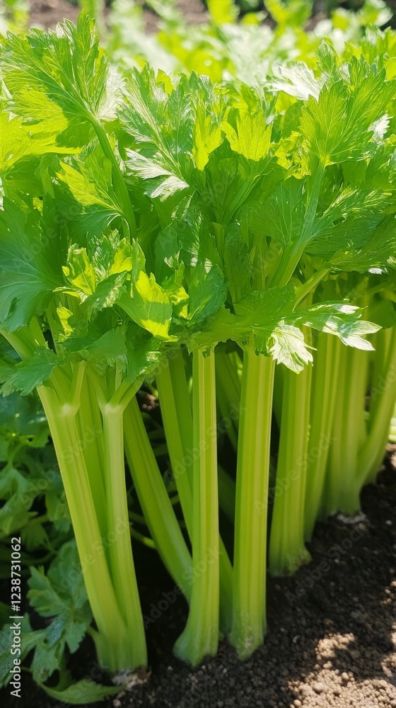 Obraz premium beautiful celery plant