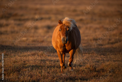 Soft neighs echo across the pasture, a melody of peace photo