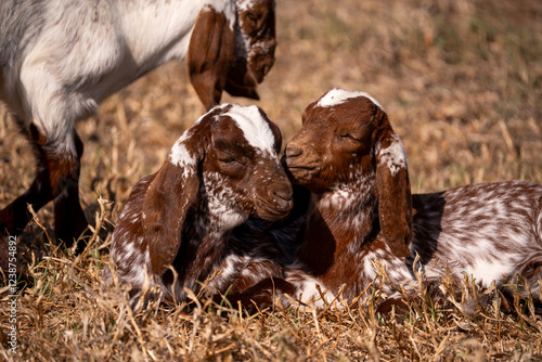 Canvas-taulu Sun-kissed pastures, naturally nourished goats