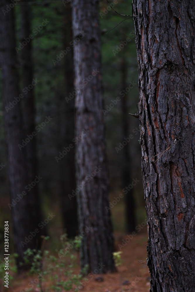 pine trees in the forest