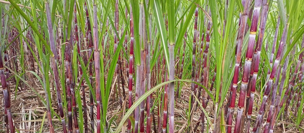 Obraz premium The sugarcane stalks are a vibrant red and green color, with long, narrow leaves extending from the top