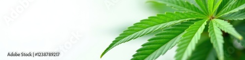 Macro shot of marijuana leaves and stems on a white background, , weed photo