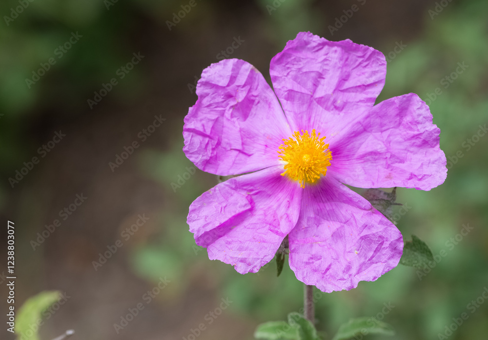 photos of natural flowers growing in the countryside photos of natural flowers growing in the countryside