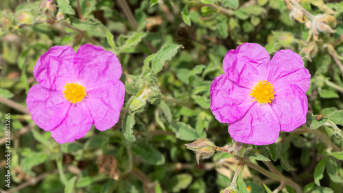 photos of natural flowers growing in the countryside