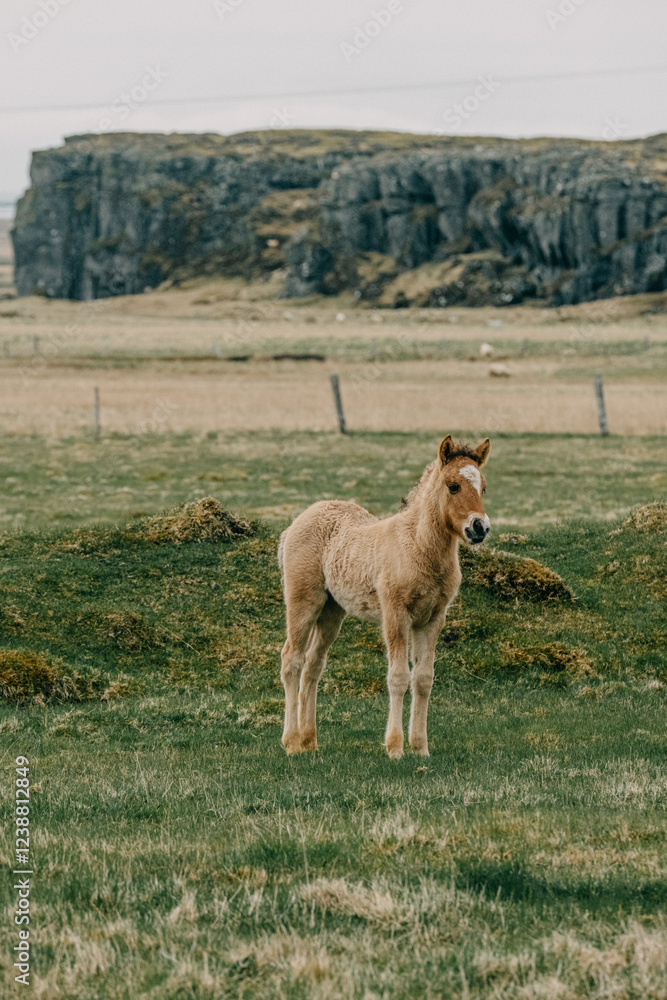 Fototapeta premium Adorable Icelandic horse foal standing in a grassy field, South Iceland...