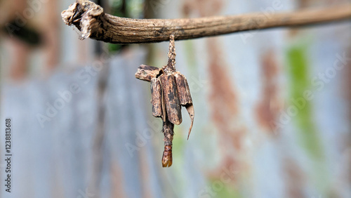 Close up of Bagworm Moth larvae, Family Psychidae, built cocoon with sticks glued together with silk. stick case moth photo