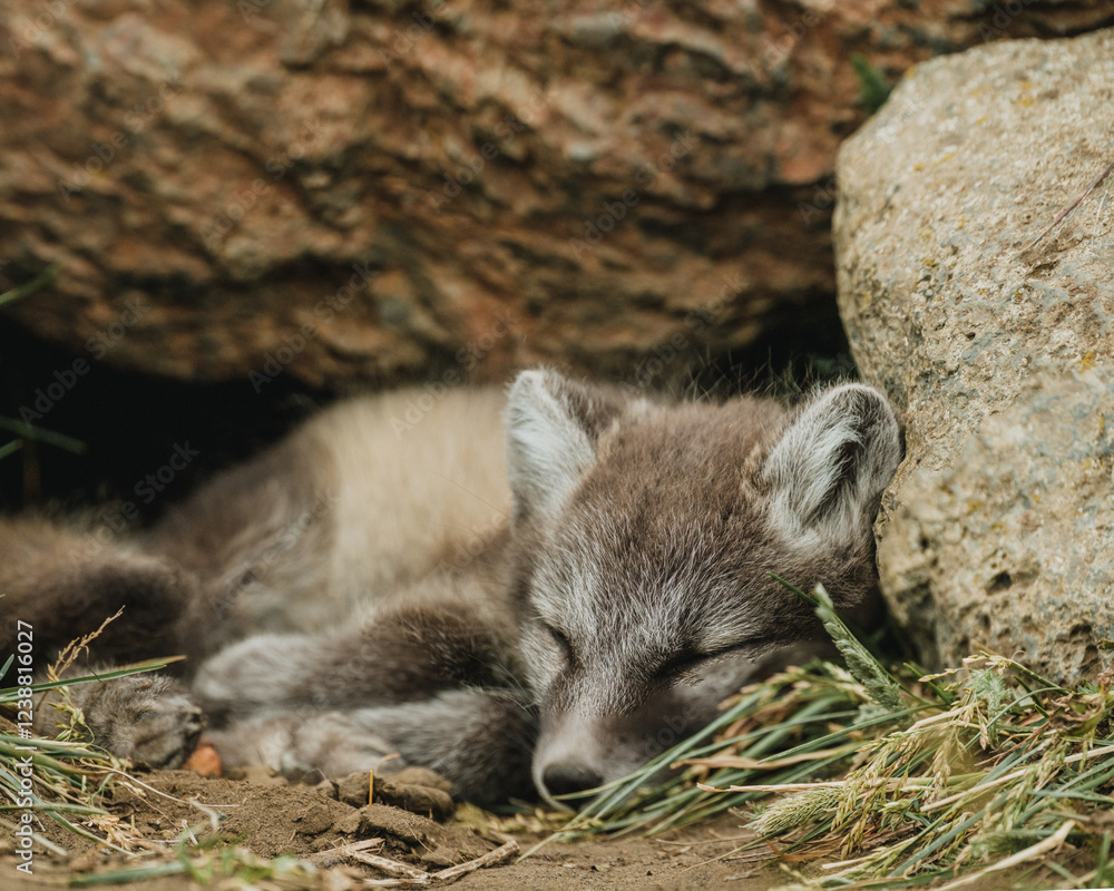 Obraz premium Sleeping Arctic fox pup nestled in its den, surrounded by rocks in East Iceland...