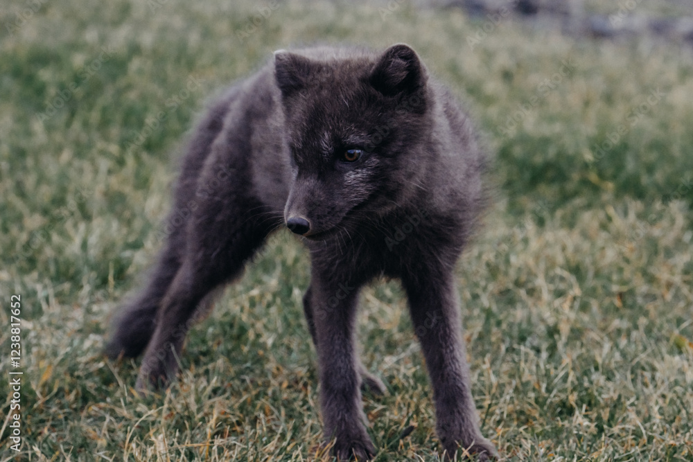 Fototapeta premium Arctic fox standing alert on grass in East Iceland, showcasing its wild beauty...