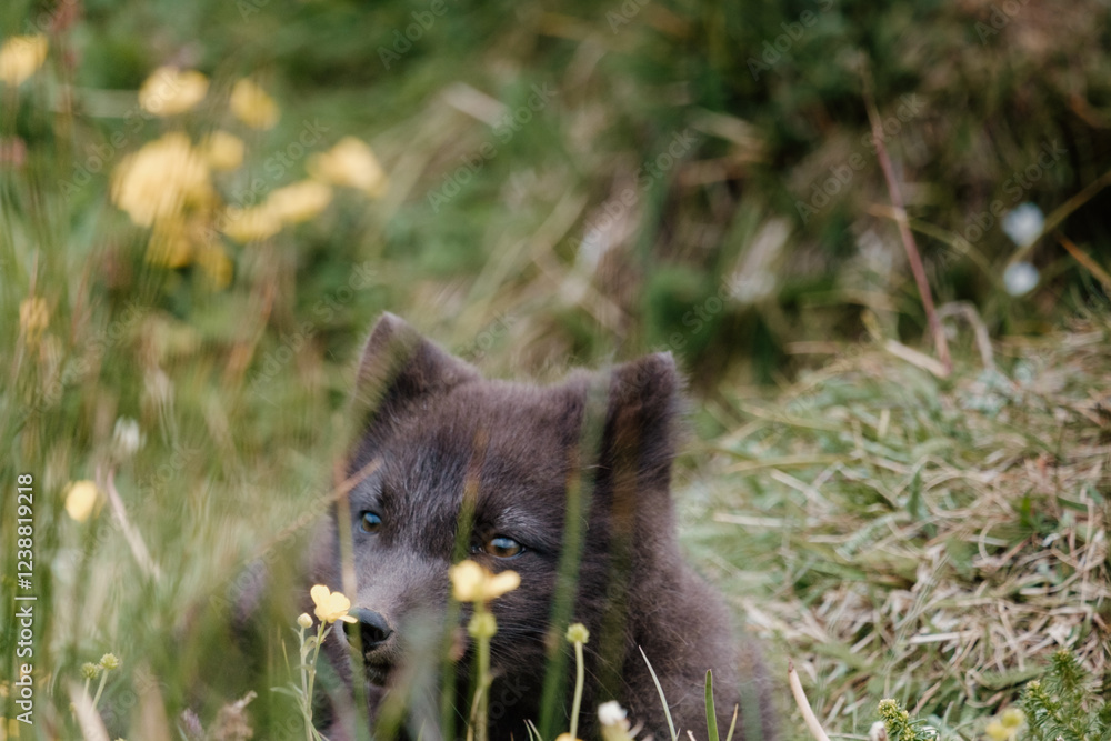 Young Arctic fox pup resting in lush green grass in East Iceland... Young Arctic fox pup resting in lush green grass in East Iceland...