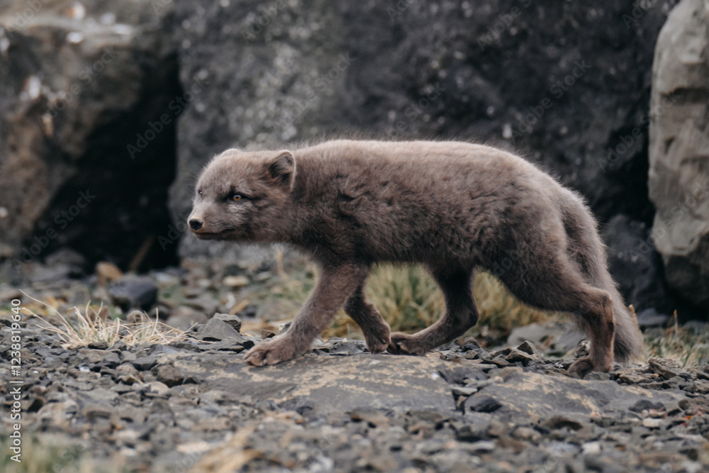 Arctic fox walking on rocky terrain in East Iceland, showcasing wildlife in its natural habitat... Arctic fox walking on rocky terrain in East Iceland, showcasing wildlife in its natural habitat...