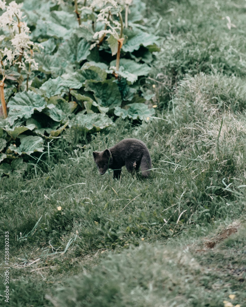 Arctic fox pup exploring lush greenery in East Iceland's wilderness... Arctic fox pup exploring lush greenery in East Iceland's wilderness...