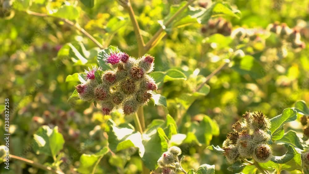 Burdock growing in the field. Selective focus. Burdock growing in the field. Selective focus.