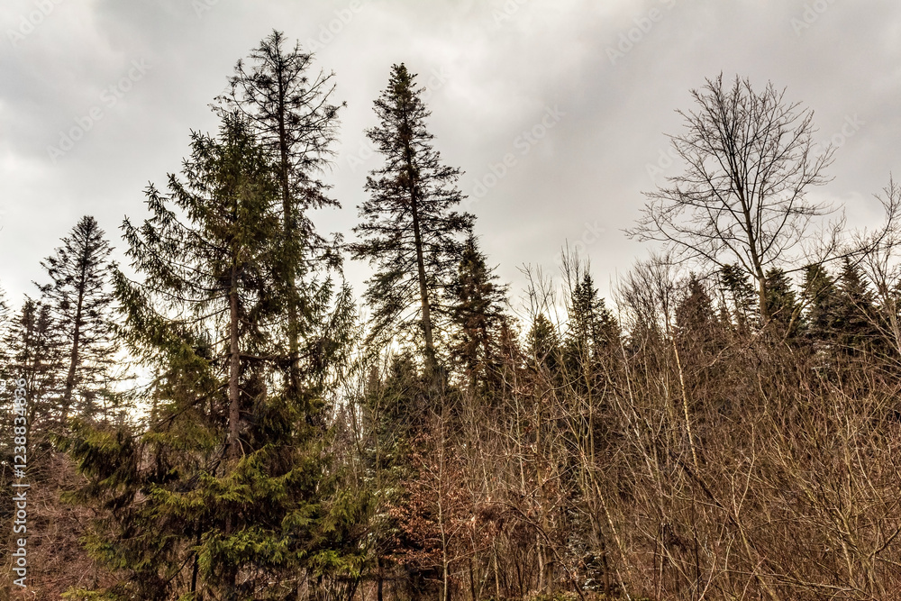 Landscapes - Forest - Europe, Romania, Suceava region Landscapes - Forest - Europe, Romania, Suceava region