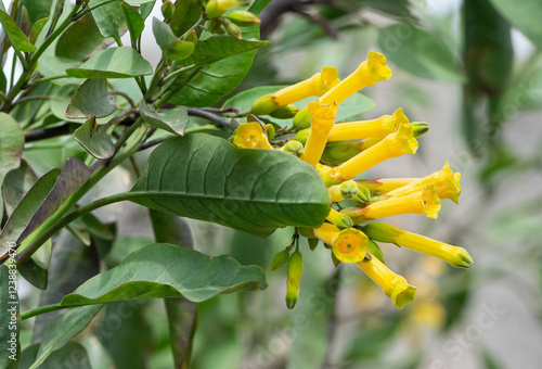flowers of the wild tobacco tree